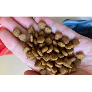 Thức ăn cho chó CORGI - Dr.Glint TÚI 2kg