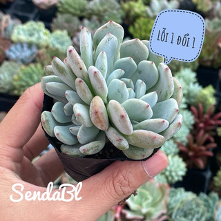Sen Đá Rubi Trắng Size Bầu Hư 1 Đổi 1