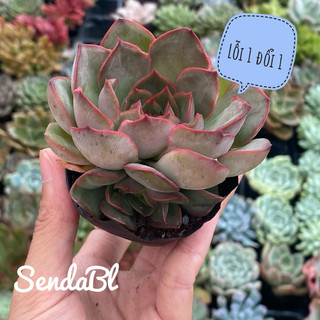 Sen đá hồng đỏ lai size bầu hư 1 đổi 1