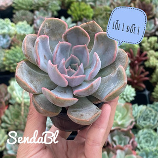 Sen đá liên đài tím size bầu 5cm hư 1 đổi 1