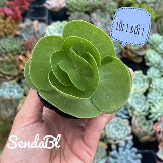 Sen Đá Lục Bình Size Bầu 5cm Hư 1 Đổi 1