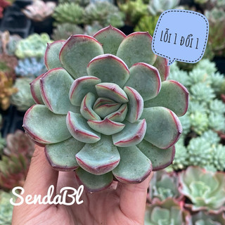 Sen Đá Viền Hồng Size Bầu 5cm Hư 1 Đổi 1