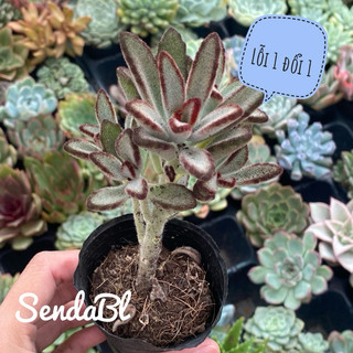 Sen Đá Nhung Viền Đen Lá Dài Size Bầu 5cm Hư 1 Đổi 1