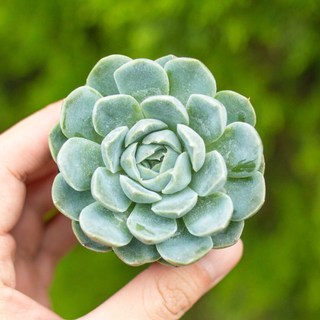 Sen đá bánh bông lan trắng 5-7cm - Vườn sen đá