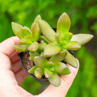 Sen đá vàng 5-7cm - vườn sen đá