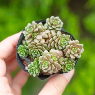 Sen đá sedum nâu 5-7cm - Vườn sen đá