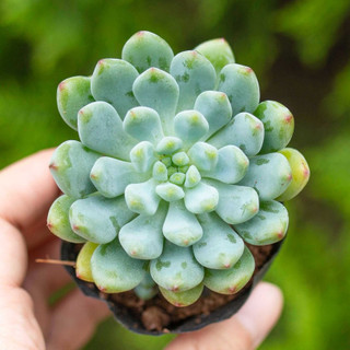 Sen đá thược dược giống mới 5-7cm - Vườn sen đá