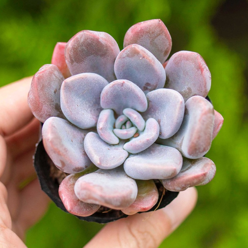 Sen đá tím giống mới 5-7cm - Vườn sen đá