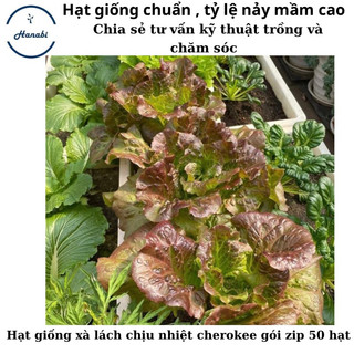 Hạt giống xà lách chịu nhiệt cherokee mỹ ( dòng xà lách tỉa lá ăn dần )