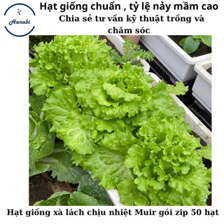 Hạt giống xà lách chịu nhiệt Muir mỹ ( dòng tỉa lá ăn dần )