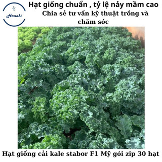 Hạt giống cải kale xoăn xanh Stabor F1 mỹ