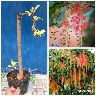 Cây lộc vừng bonsai dáng văn nhân