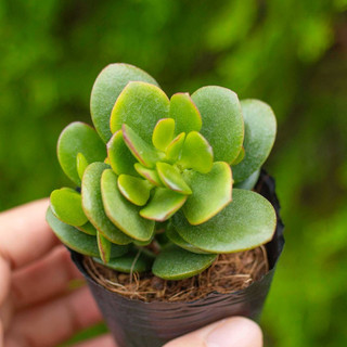 Sen đá thạch bích 5-7cm - Vườn sen đá