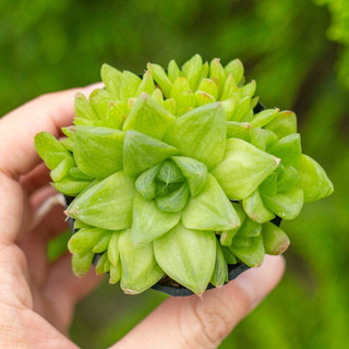 Sen đá ngọc lá nhọn 5-7cm - Vườn sen đá