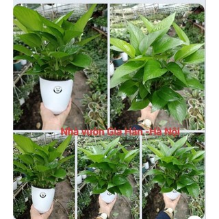 Trầu bà bán thủy sinh kèm chậu đen vỏ trắng