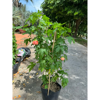 Bụp lồng đèn