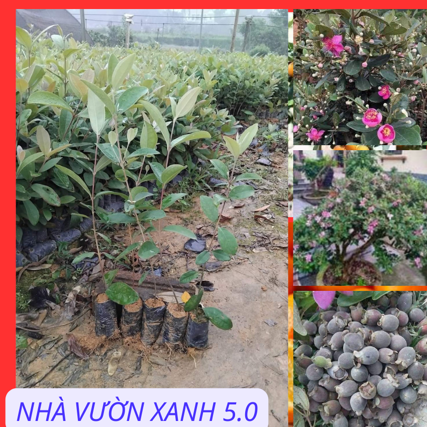 Combo 10 Sim Rừng lấy Trái -làm Cảnh( cây giống bầu nhỏ)