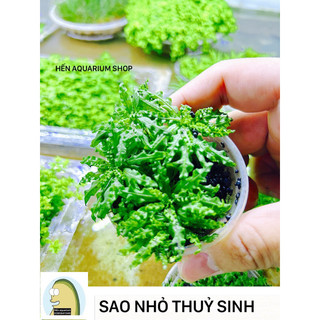 Cây thuỷ sinh Sao nhỏ siêu đẹp