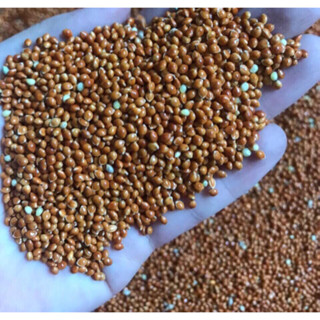 [1kg] Kê đỏ vàng to thức ăn bổ dưỡng giành cho chim vẹt, yến phụng, chim cu, manh manh, yến hót, hamster