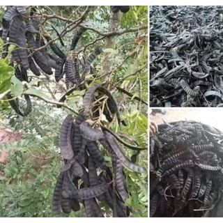 Bột Bồ Kết Đã Sao Thơm 1Kg  ( nguyên chất 100%)