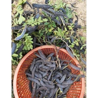 Bột Bồ Kết Đã Sao Thơm 1Kg  ( nguyên chất 100%)