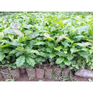 Cây giống xạ đen Hòa Bình (dược liệu)