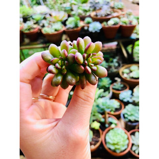 Sen đá sedum cam siêu xinh Đã thuần nắng mưa