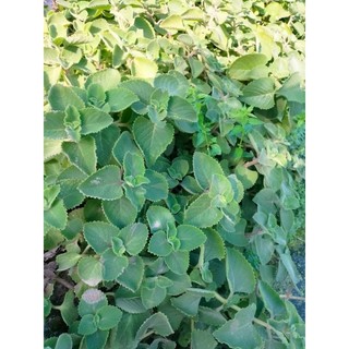 Cây giống húng chanh (cây có bầu đất)