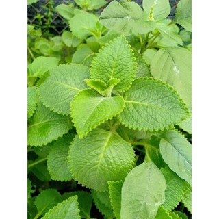 Cây giống húng chanh (cây có bầu đất)