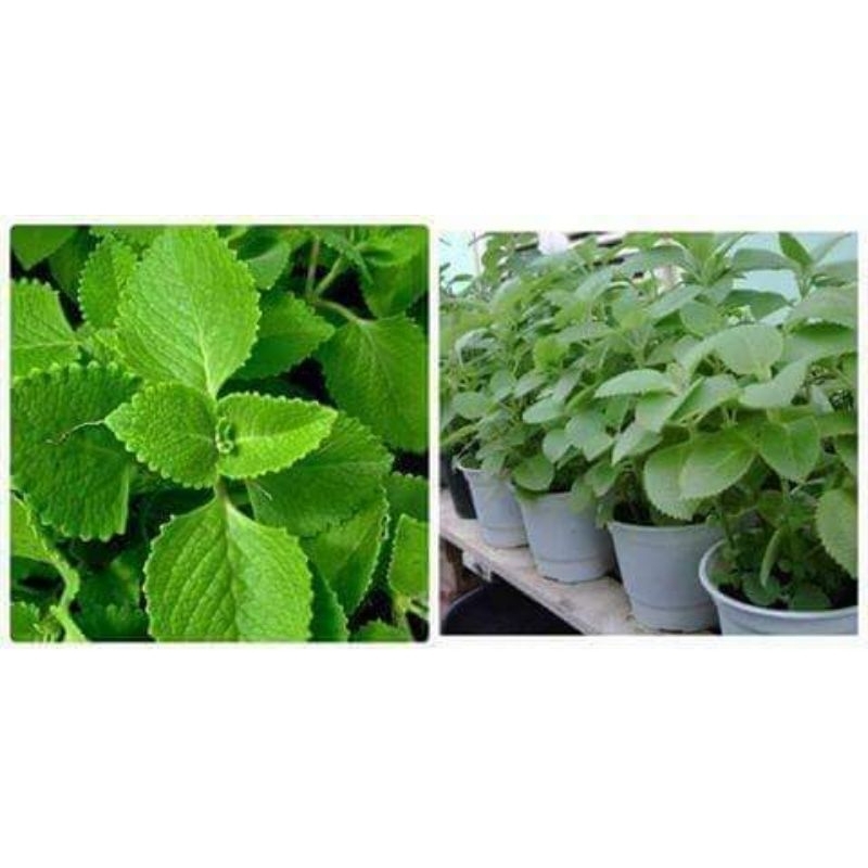 Cây giống húng chanh (cây có bầu đất)