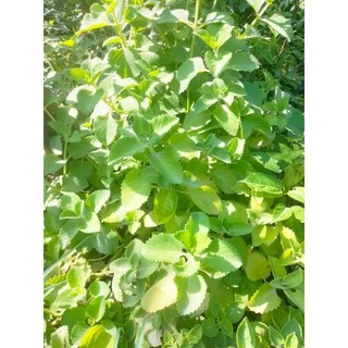 Cây giống húng chanh (cây có bầu đất)