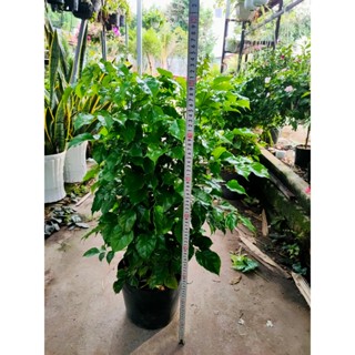 Cây Hạnh phúc (Hợp mệnh Kim), cây trang trí văn phòng, sân vườn, nhà cửa.