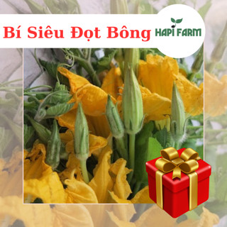 Hạt giống rau bí siêu đọt bông gói 10gr~75 hạt