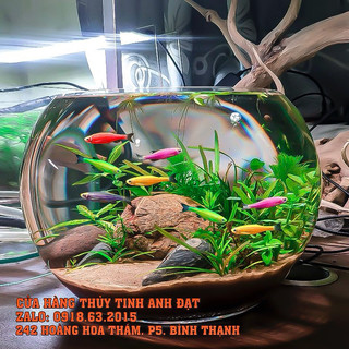 Bể cá thủy tinh mini để bàn, chậu thủy tinh trang trí, chậu thủy tinh trồng cây thủy sinh R24 x H16cm