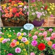 100g - 1 lạng hạt giống hoa mười giờ kép ngoại đủ màu