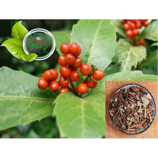 Sói Rừng khô sạch