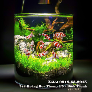 Bể cá thủy tinh 15cm x 20cm, hồ cá chậu cây miệng tròn, bình thủy tinh trồng cây thủy sinh trang trí