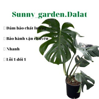 Chậu mềm Trầu bà lá xẻ - Trầu bà Nam Mỹ ( Link không bị lỗi vận chuyển)