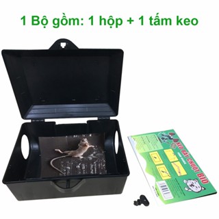 Combo Bẫy chuột thông minh bằng chiếc hộp và 1 miếng keo dính chuột