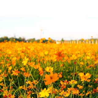 (Gói 100 Gram -8000 hạt )Hạt Giống Hoa Sao Nhái Vàng ,Cam-Dễ Trồng, Hoa Nở Đẹp