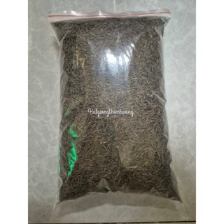   1KG  HẠT GIỐNG HOA SAO NHÁI NHIỀU MÀU CÁNH TO TRỒNG DU LỊCH 