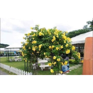 Cây Quỳnh Anh (hoa vàng lá nhỏ, cao cỡ 30cm), huỳnh anh, cây leo cổng, leo rào, cây sân vườn, ưa nắng