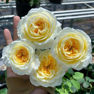 Hồng Beatrice ((chỉ hỗ trợ ship Miền Nam, do cây không ship xa được)