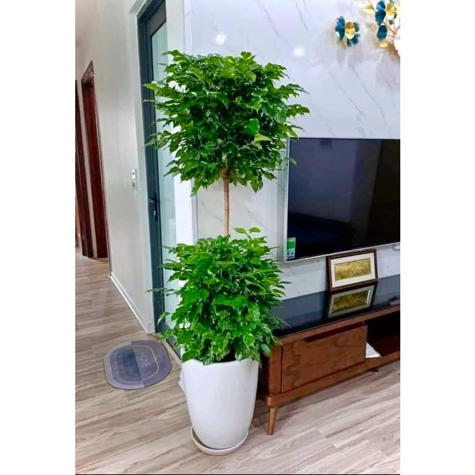 Cây hạnh phúc 2 tầng cao 1m7 (ảnh thật số 2)