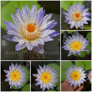 Combo 3 màu suwanna