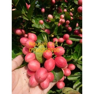 Cây siro tứ quý nguyên liệu nấu siro giải khát- Hoa kiểng Nguyễn Lộc- Cây giống chất lượng cao