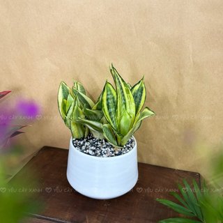 Cây Lưỡi Hổ Vàng để bàn ( Cây Lưỡi Mèo) Hợp Phong Thủy, Cây Xanh Dễ Chăm