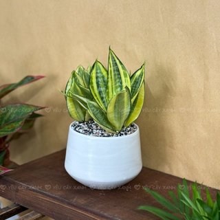 Cây Lưỡi Hổ Vàng để bàn ( Cây Lưỡi Mèo) Hợp Phong Thủy, Cây Xanh Dễ Chăm