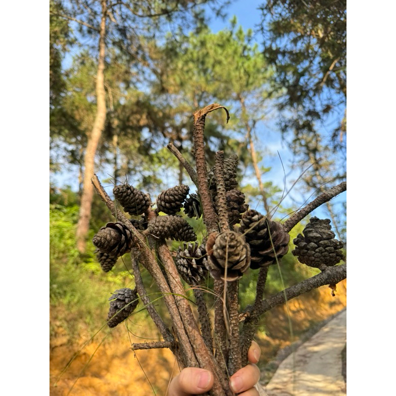 quả thông trang trí quán cafe trang trí noel