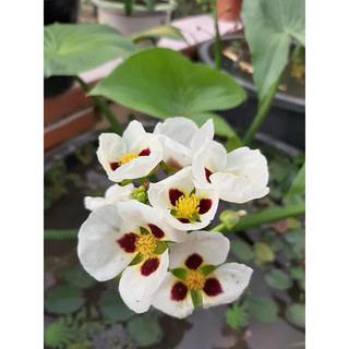 Bách thuỷ tiên đơn đốm